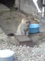 写真1