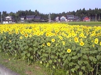 写真2