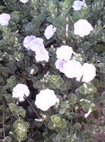 写真2