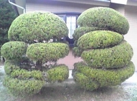 写真2