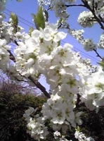 写真2