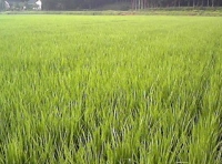 写真2