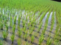 写真2