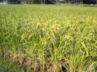 写真2