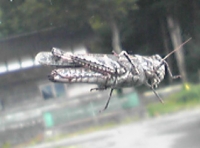 写真2