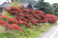 写真1