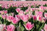 写真2